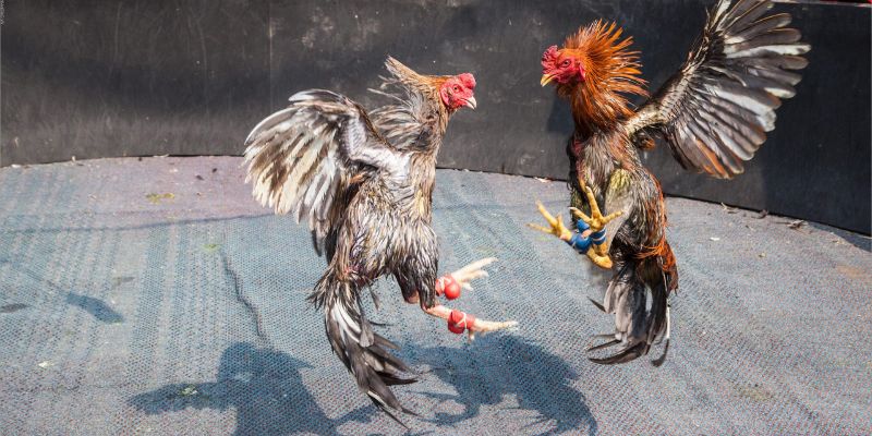 Sức hấp dẫn không thể chối từ của đá gà cựa sắt 2 Trận đấu đá gà cựa sắt hấp dẫn